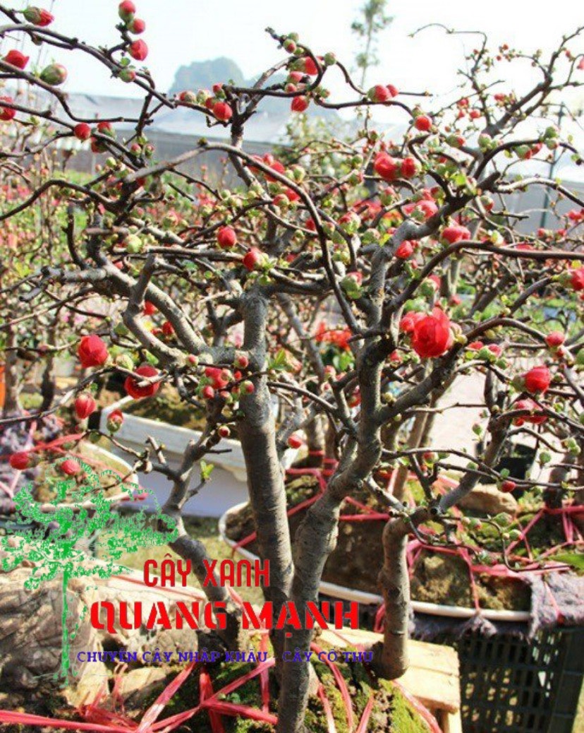 RED Plum Blossom