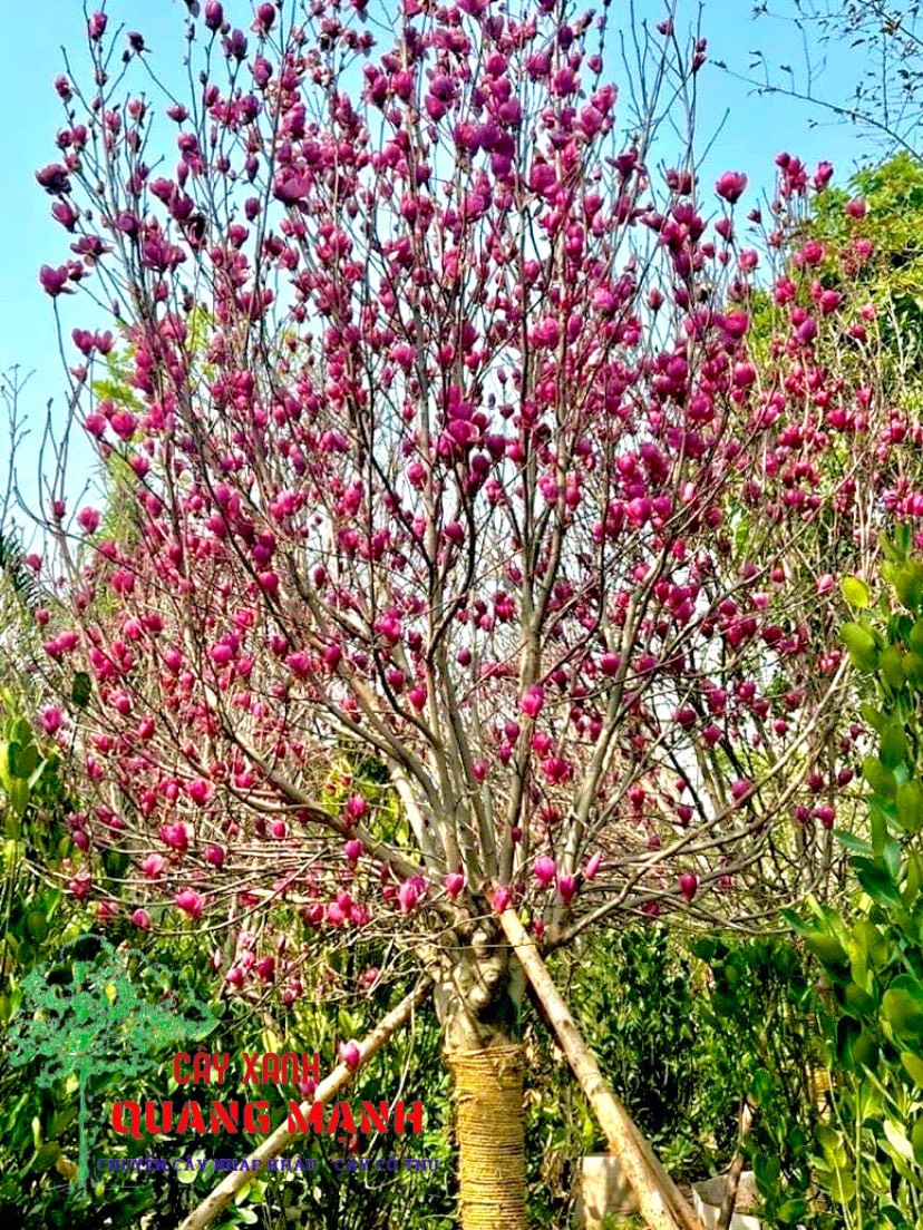 Magnolia Flower