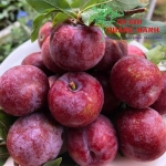 Northwest plum