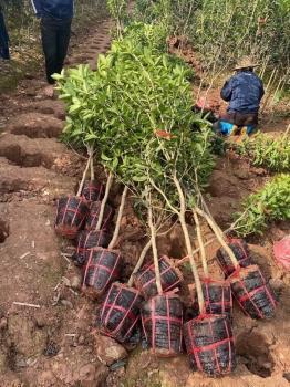 Mộc Hương Việt