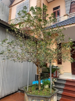 Mộc Hương Việt