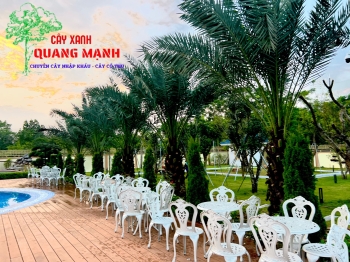 CHÀ LÀ CẤY MÔ BAHEE