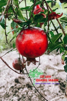 Lựu đỏ 3-5 năm