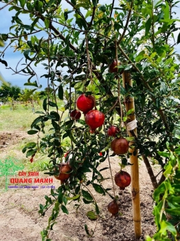 Lựu đỏ 3-5 năm