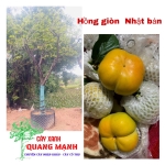 Hồng Nhật Bản