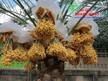 CHÀ LÀ CẤY MÔ BAHEE