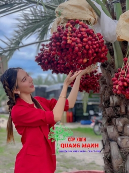 Chà là cấy mô khennaizy