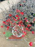 RED Plum Blossom